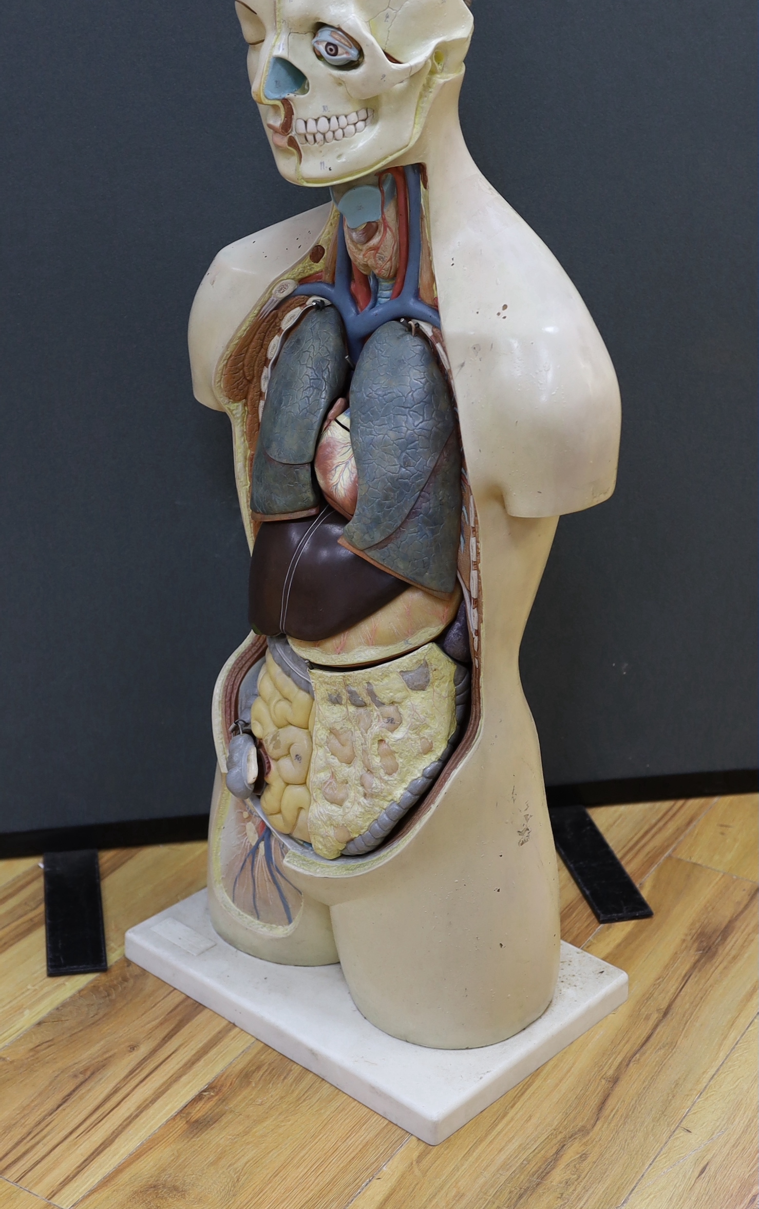 A 1950s/60s medical school educational plastic and painted composite anatomical model on base by E.E.I. Made in Iran, with removable internal organs and cross-sections of skeleton, arterial system, muscular structures, e